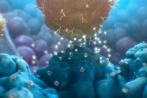 研究新突破：CAR T细胞疗法在前列腺癌治疗中展现显著疗效